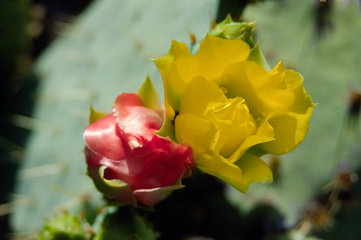 Opuntia (Prickly-pear)
