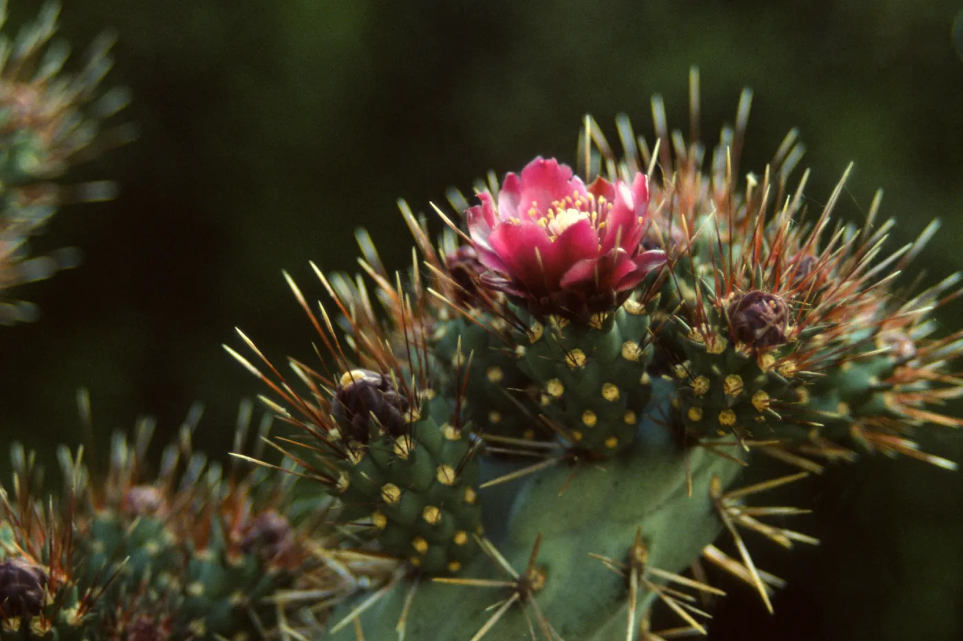 Opuntia (Prickly-pear)
