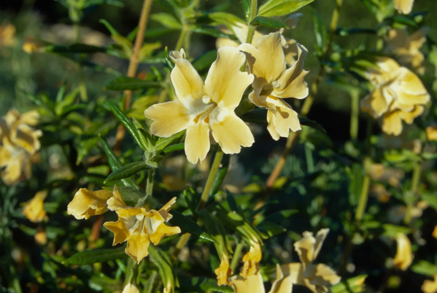 Mimulus