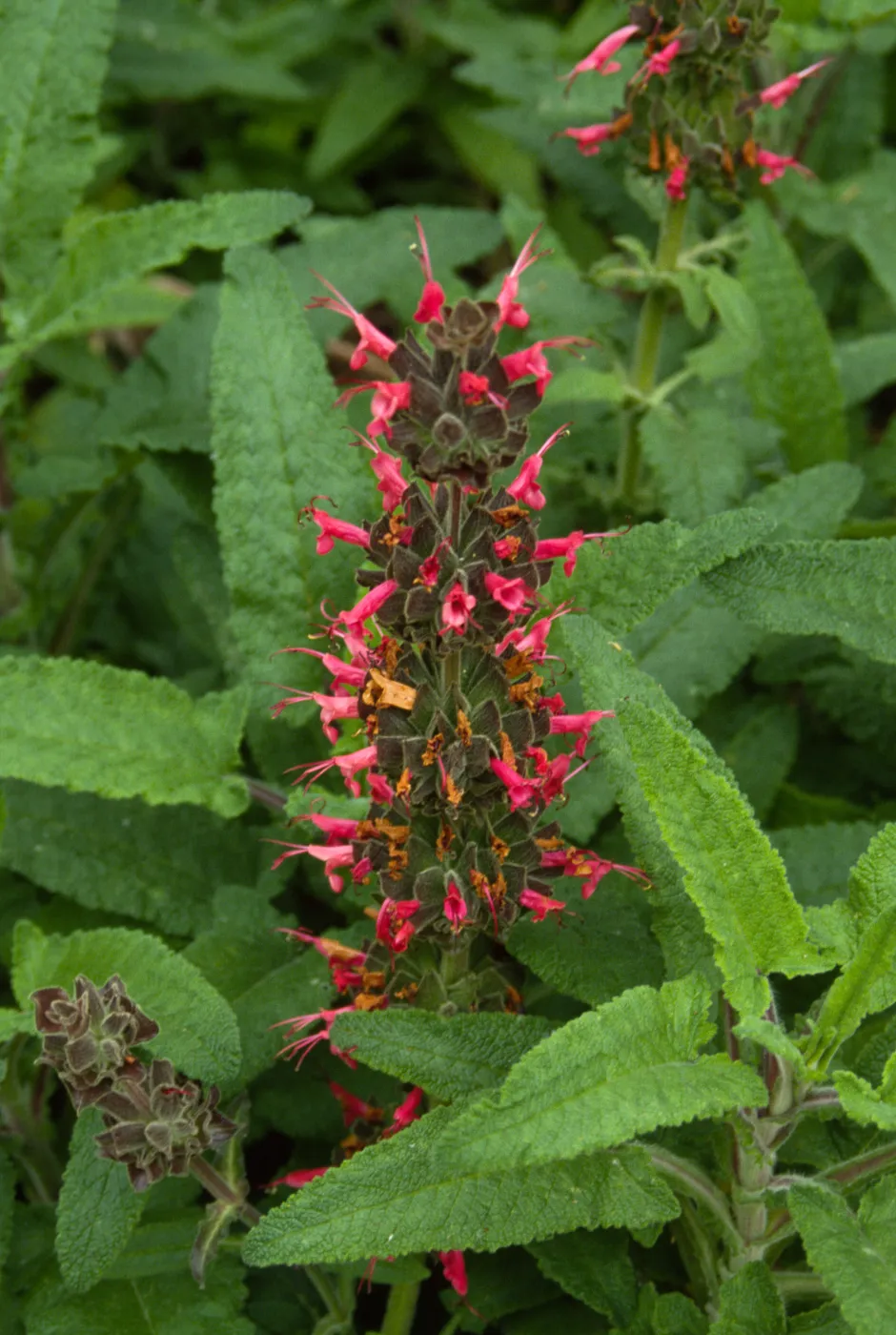 Salvia spathacea (California Hummingbird Sage)