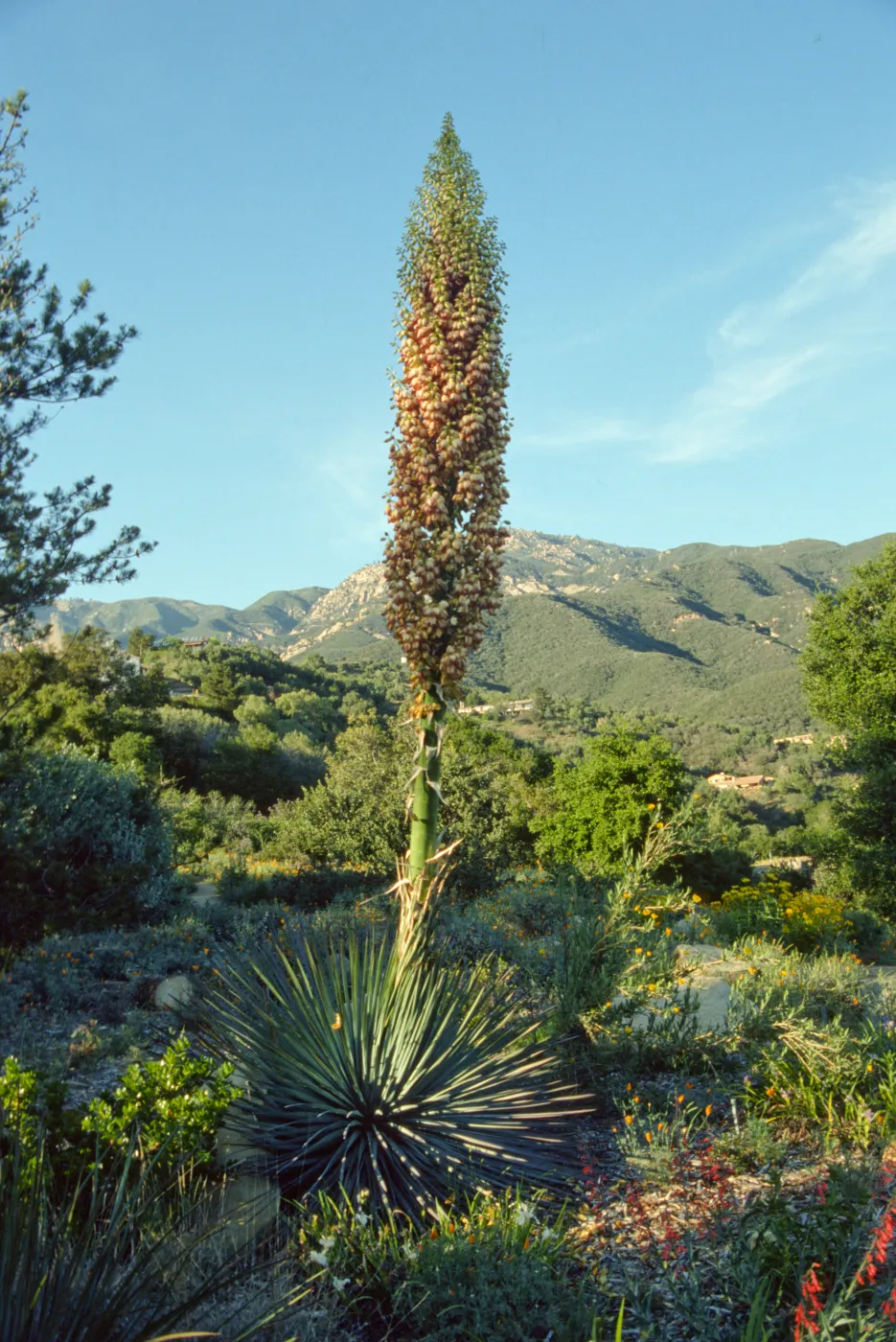 Agave (Century Plant) with inflorescense