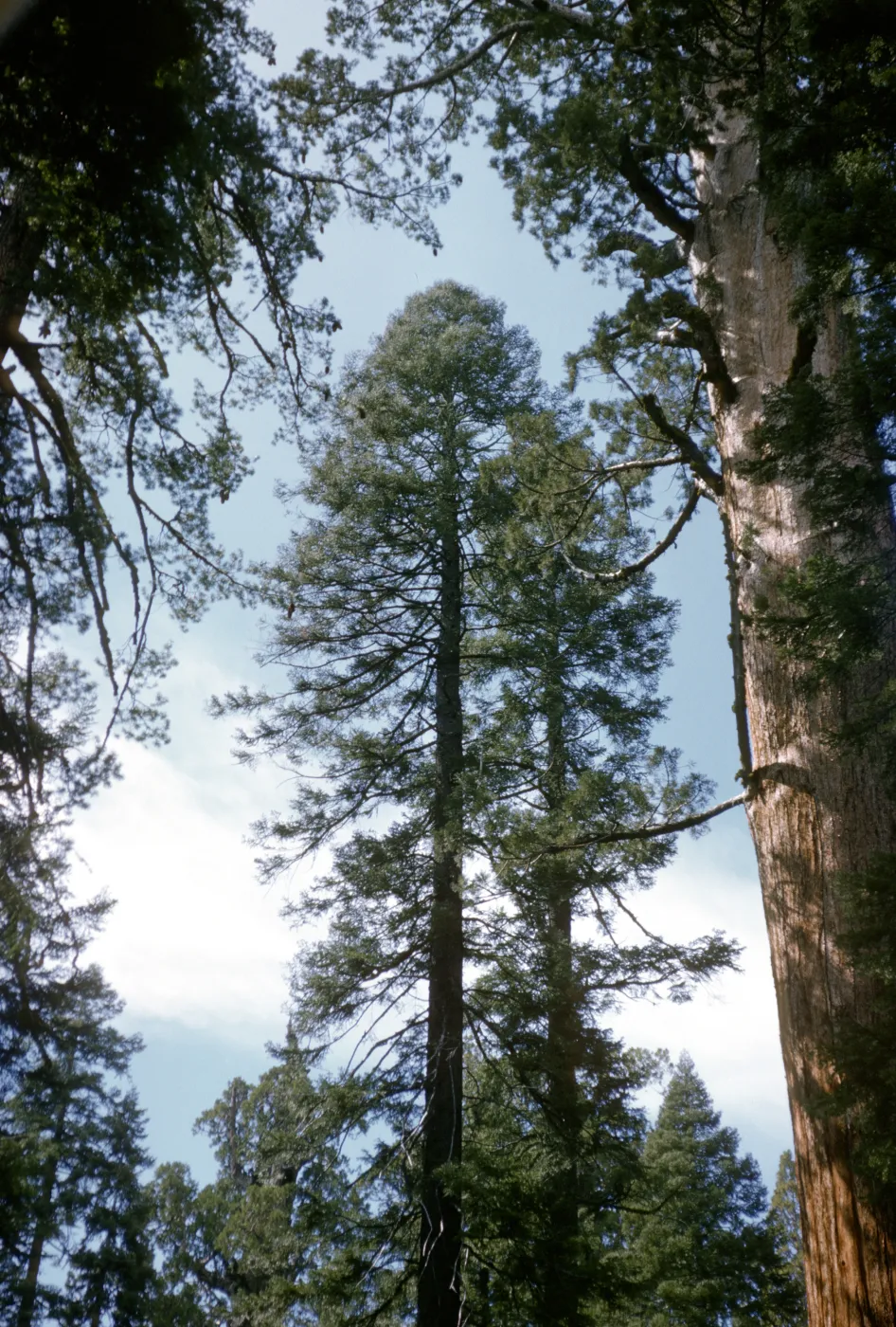 General Sherman Sequoia