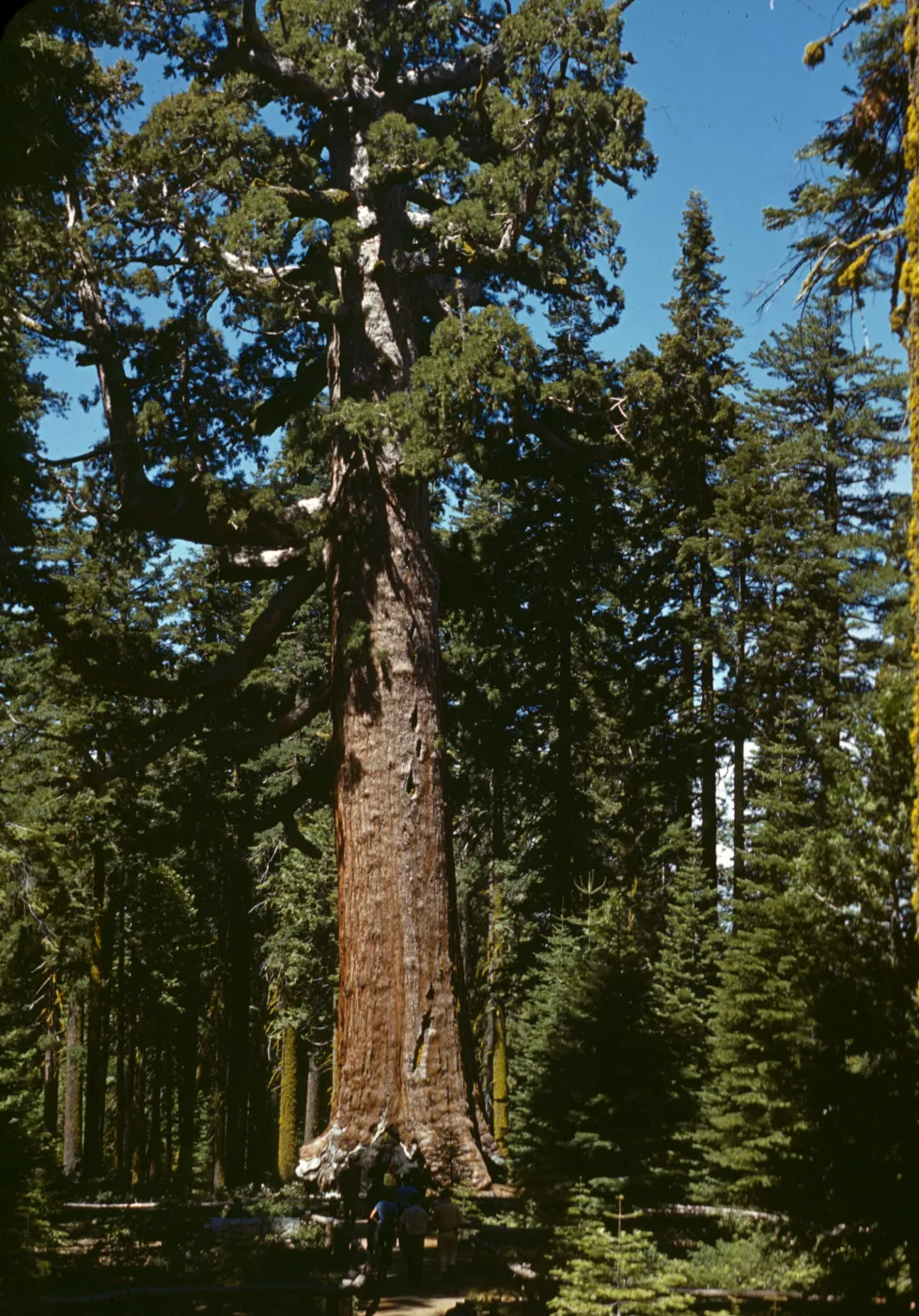 Grizzly Giant Sequoia, Mariposa Grove, Sequoiadendron gigantea