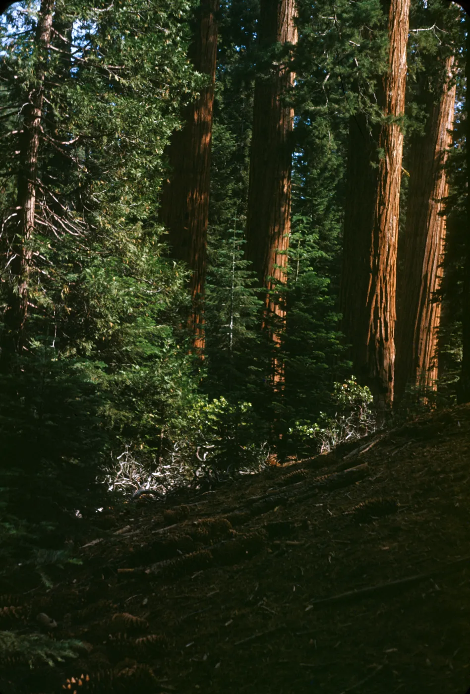 General Grant Sequoia Grove