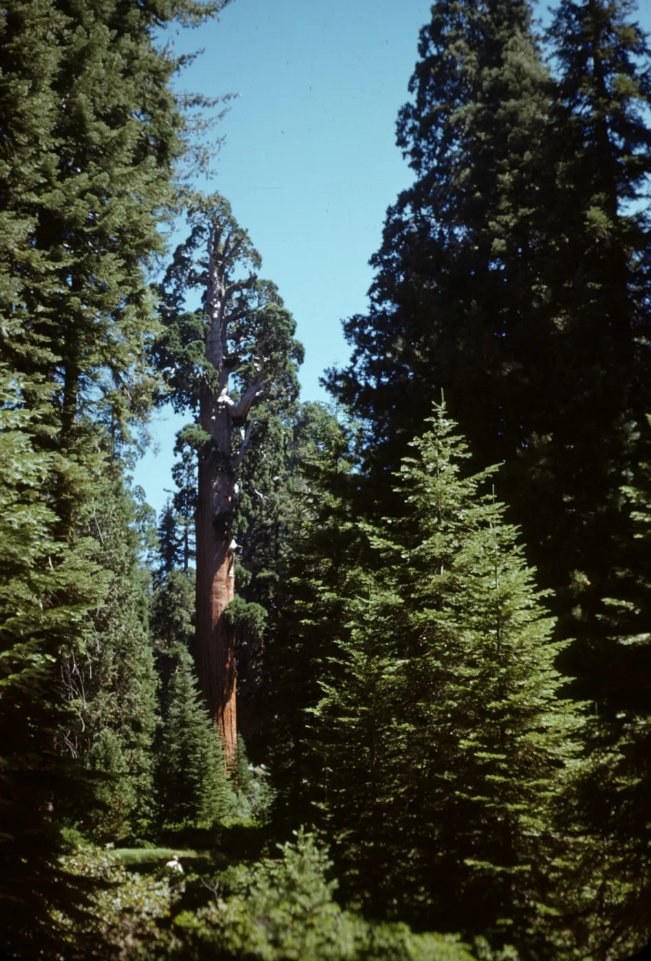 California Sequoia