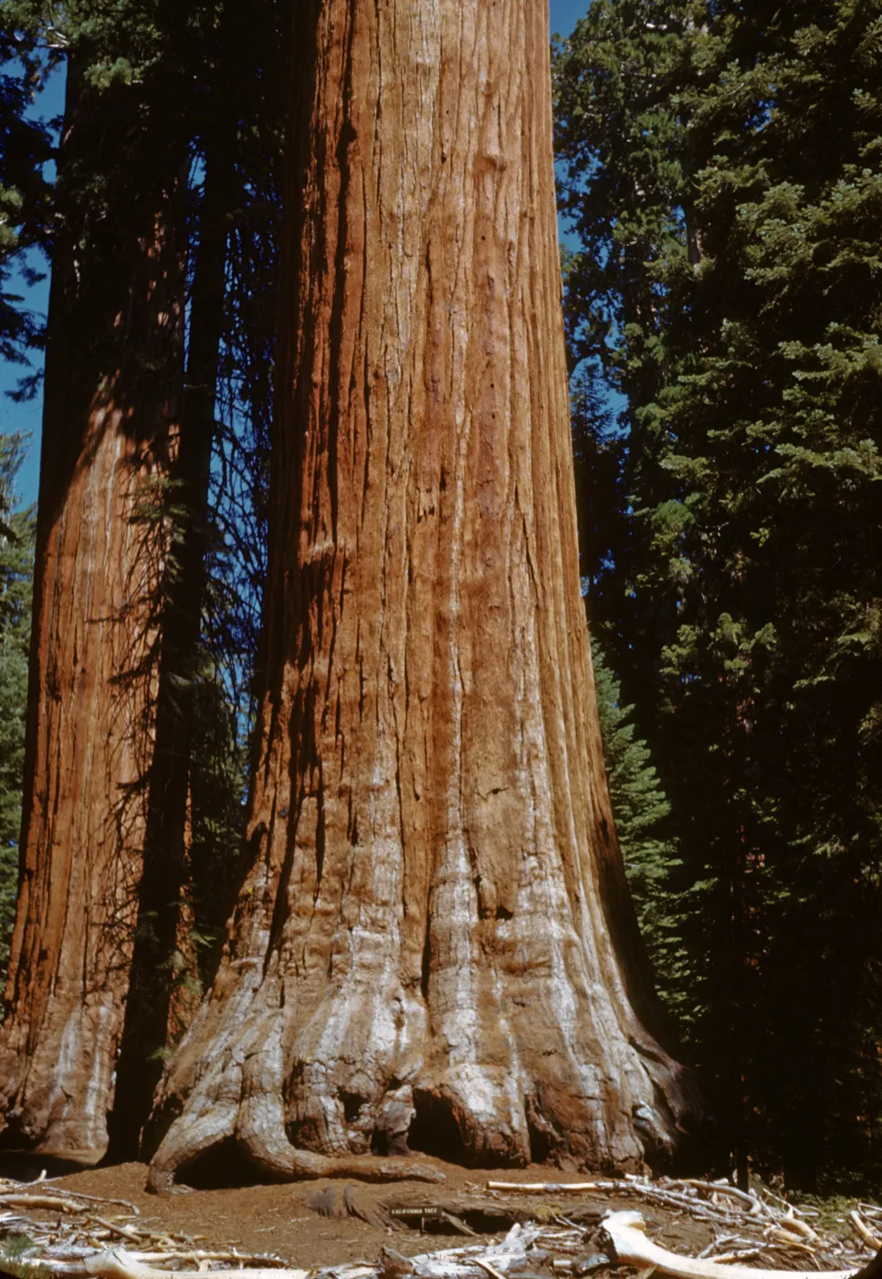 Trunk of California Sequoia in Grant Grove