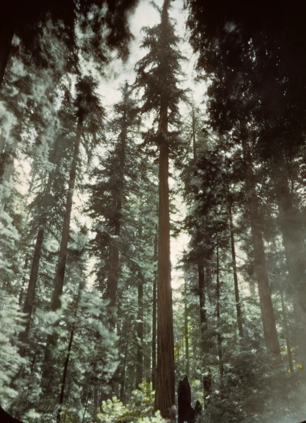 Founder's Tree, Humboldt County