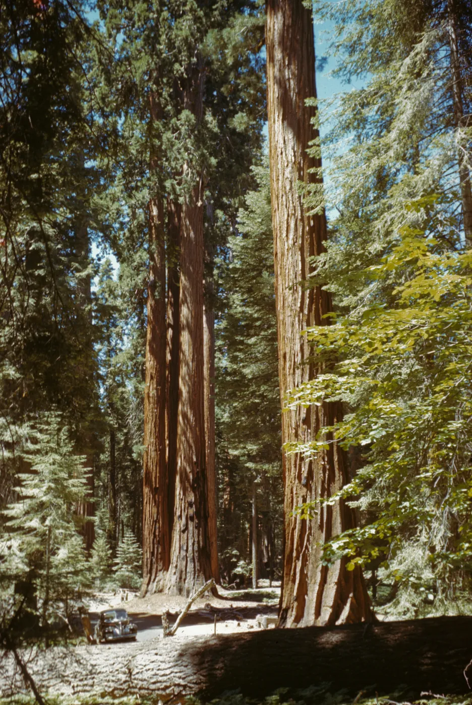 Sequoia sempervirens (Coast Redwood)