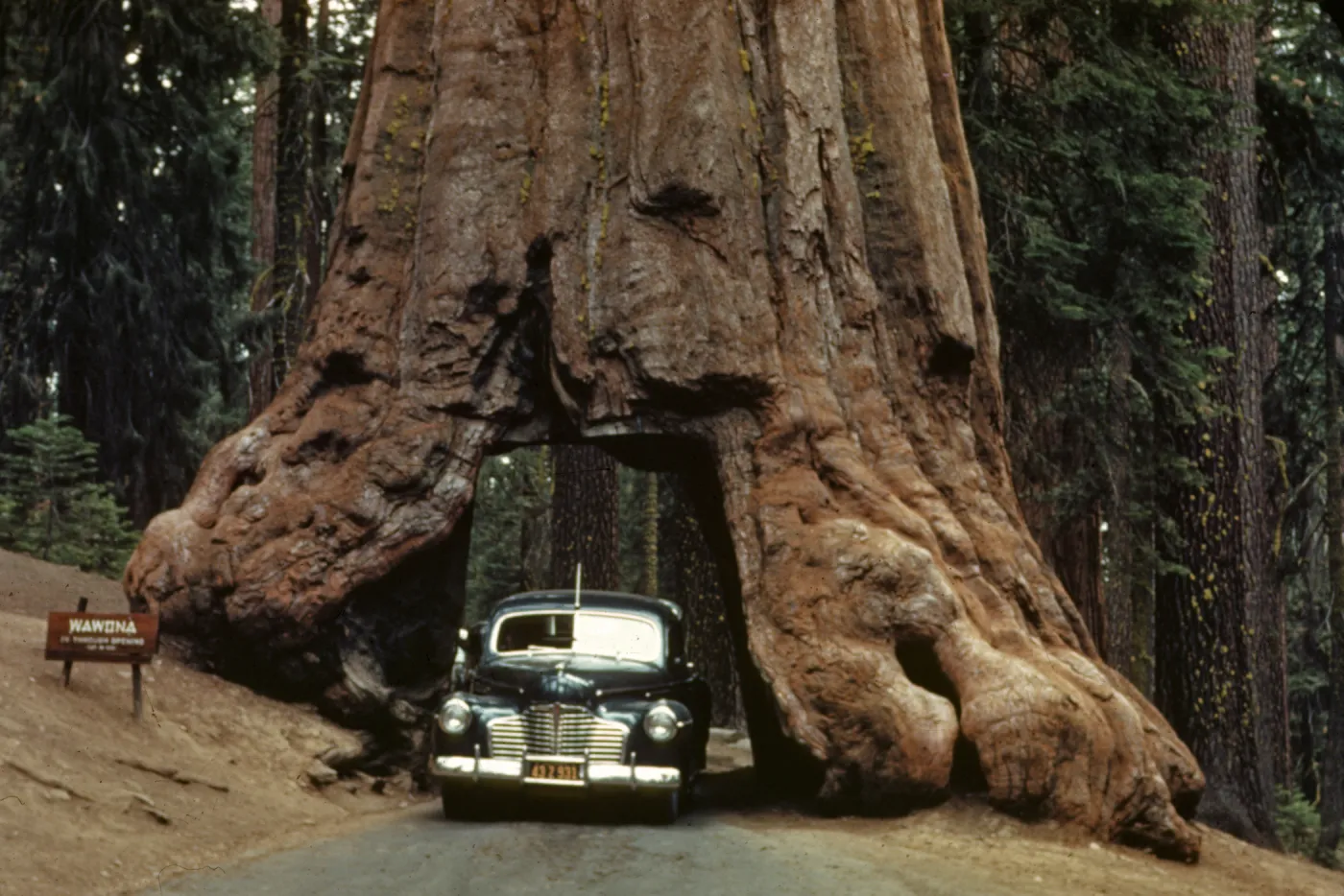 Wawona Tree