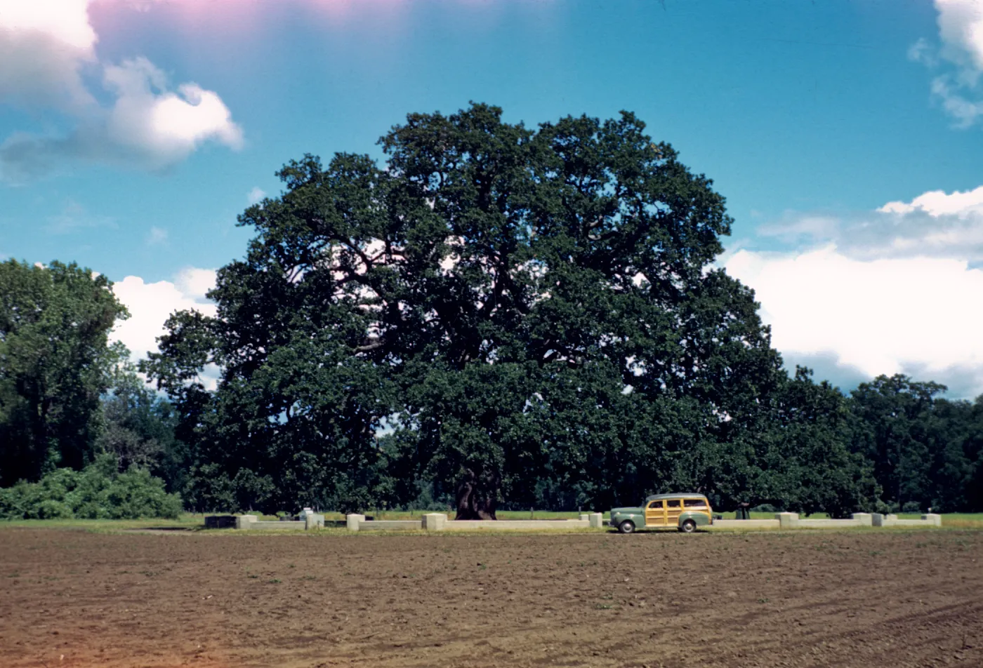 Sir Joseph Hooker Oak