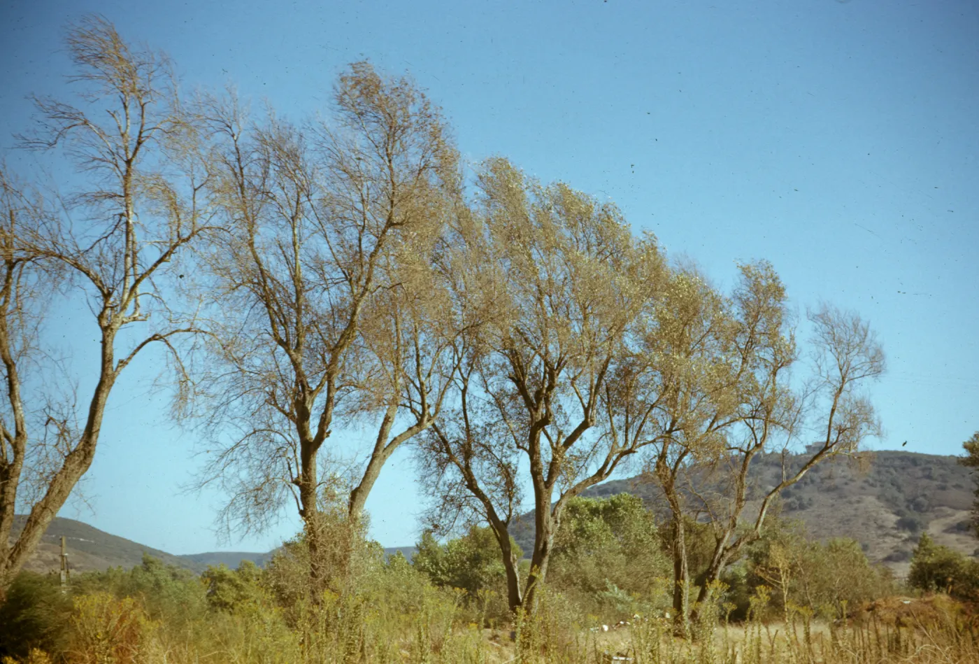 Original Olive Trees, Mission San Diego