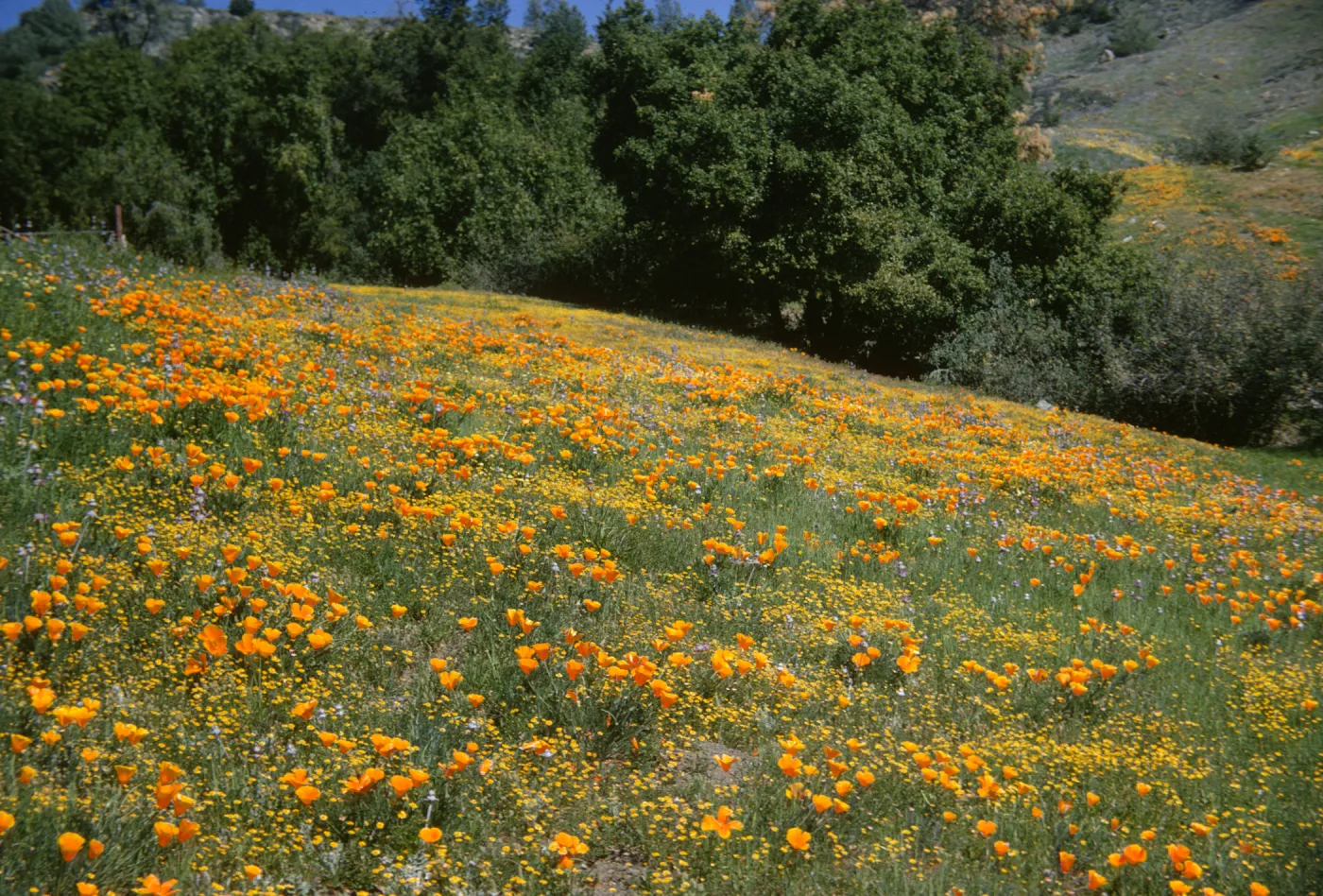 field of poppies, De la Guerra, wildflowers