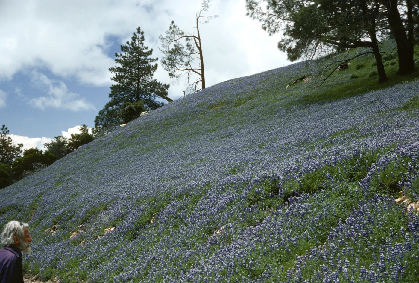 Lupinus nanus hill slope, Figueroa Mountain Road, wildflowers