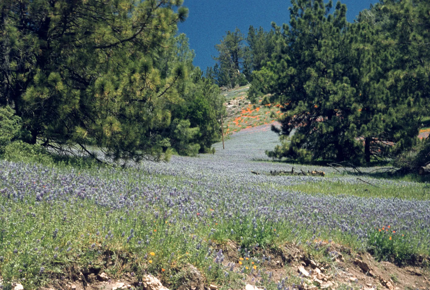 hillside of wildflowers, Figueroa Mountain