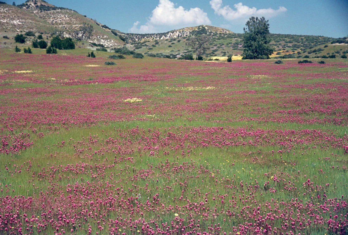 field of Orthocarpus, Shell Creek, wildflowers