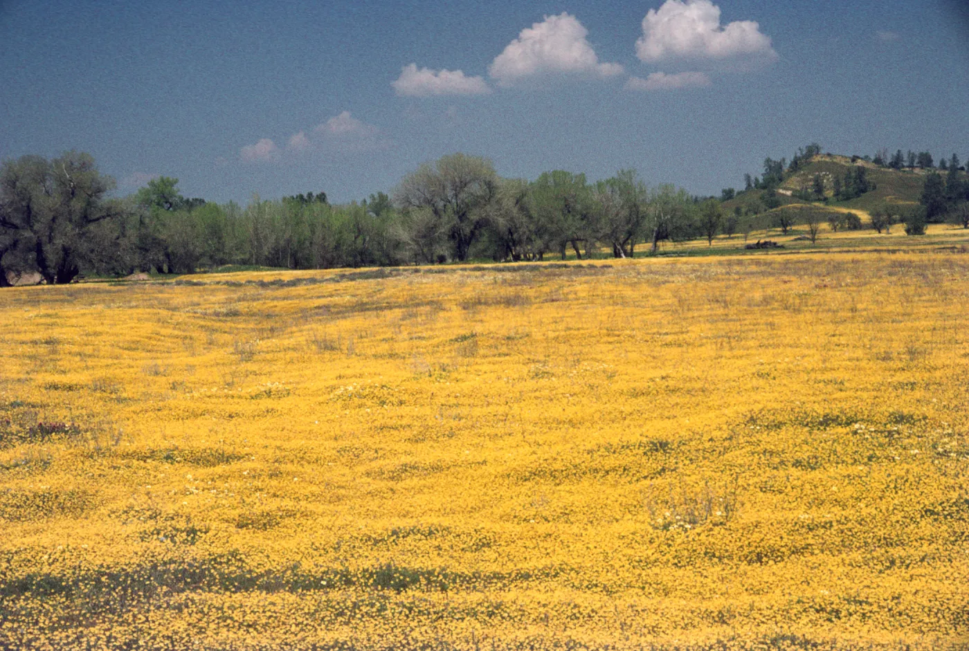 field of Lasthenia, Shell Creek, wildflowers