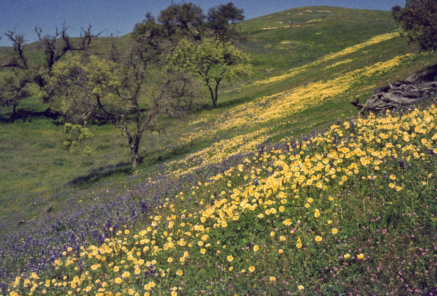 Foxen Canyon, field of wildflowers, tidytips