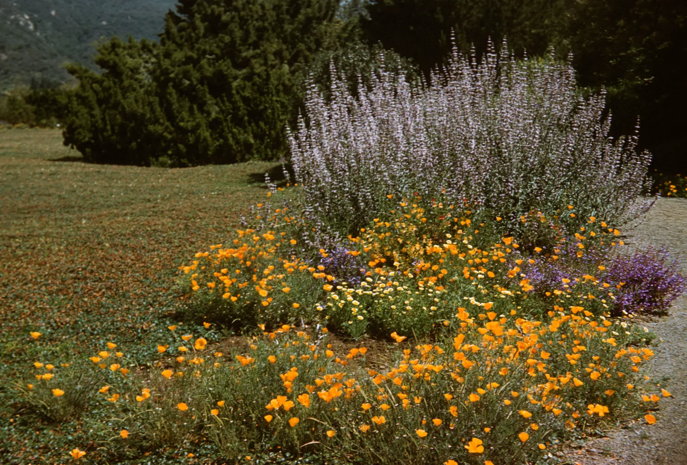 SBBG, Meadow border, wildflowers