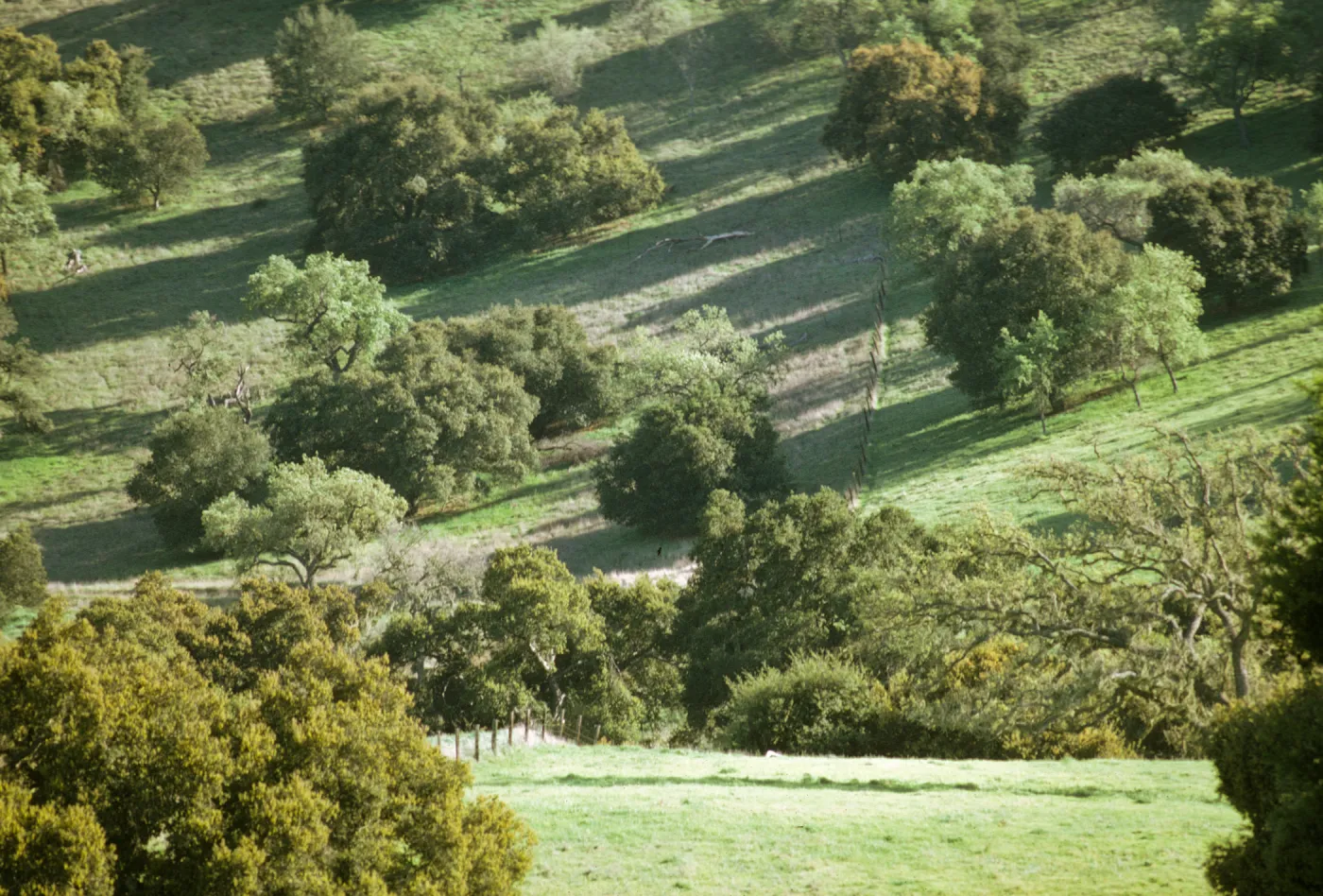 Happy Canyon, oak savannah