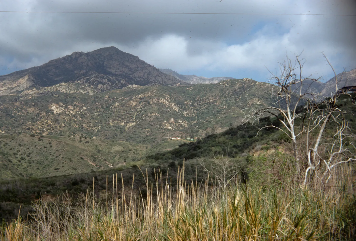 Santa Ynez Mountains near Palomino Road, 4 years after Coyote Fire