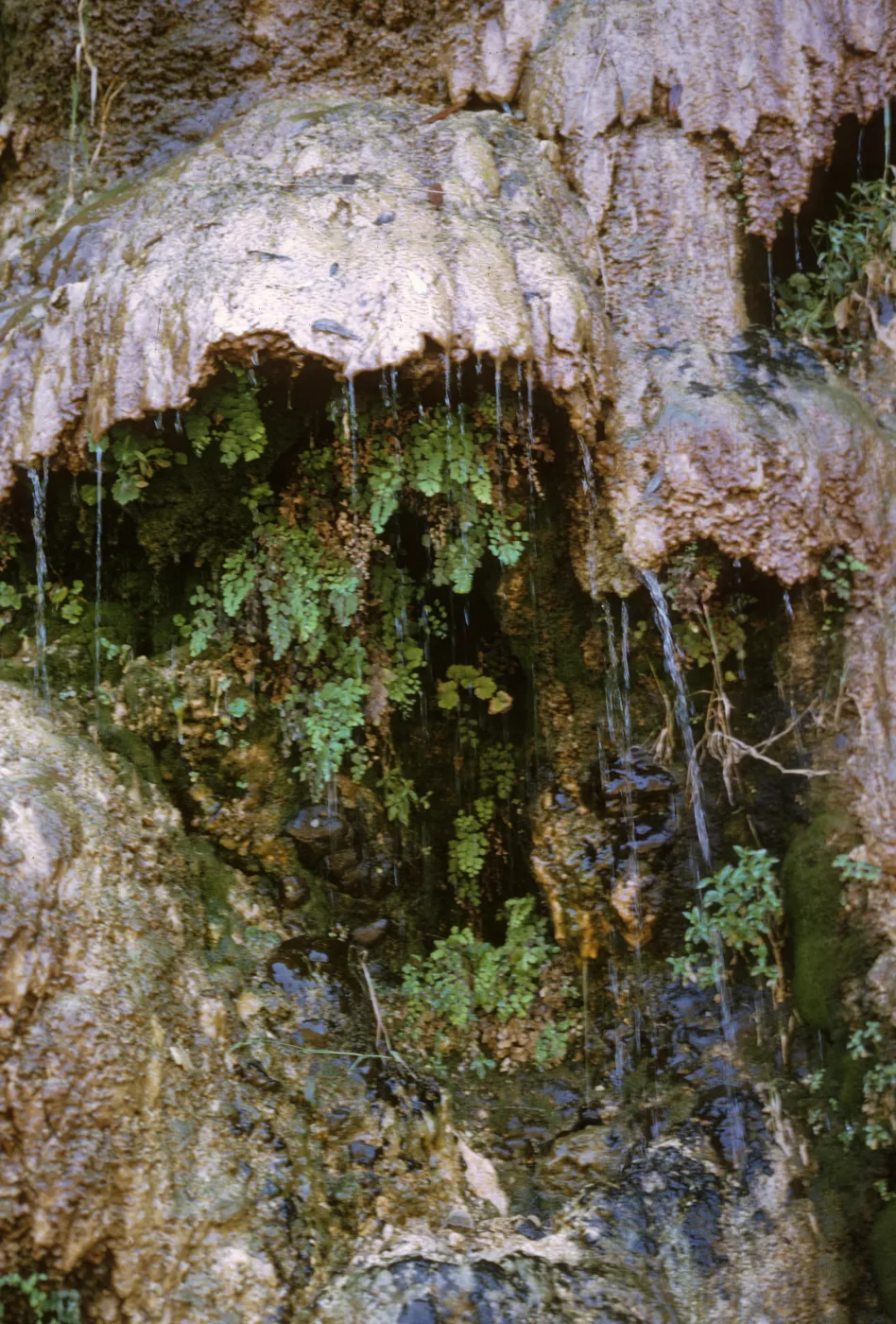 seep in Wheeler Gorge, Travertine and Maidenhair fern