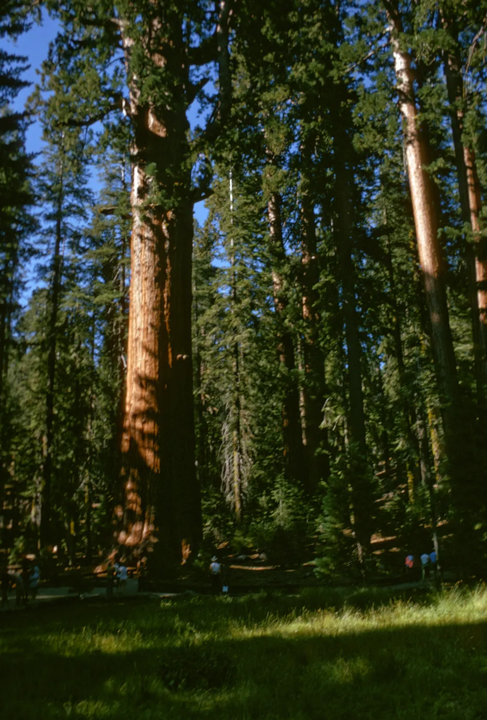 Sequoia National Park, near Grant Grove, Sequoiadendron