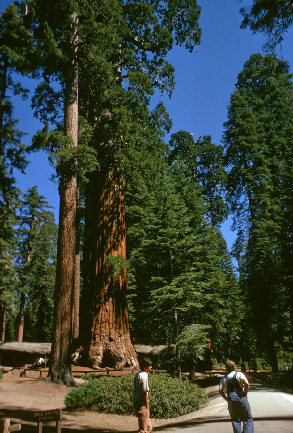 Sequoia National Park, near Grant Grove, Sequoiadendron giganteum