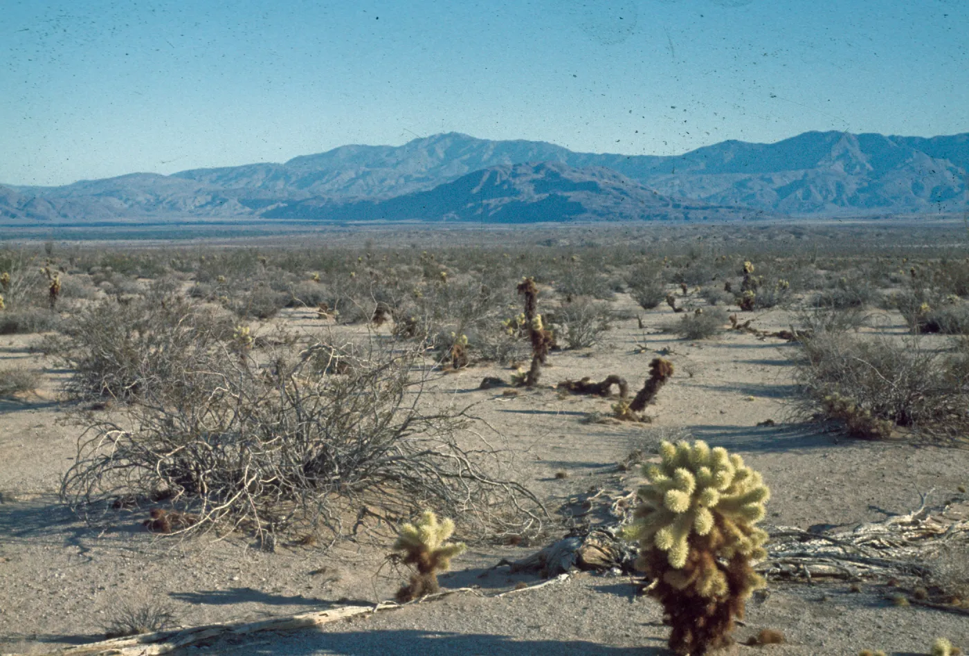 desert, teddybear cactus, mountains southeast of Santa Rosa from Borrego