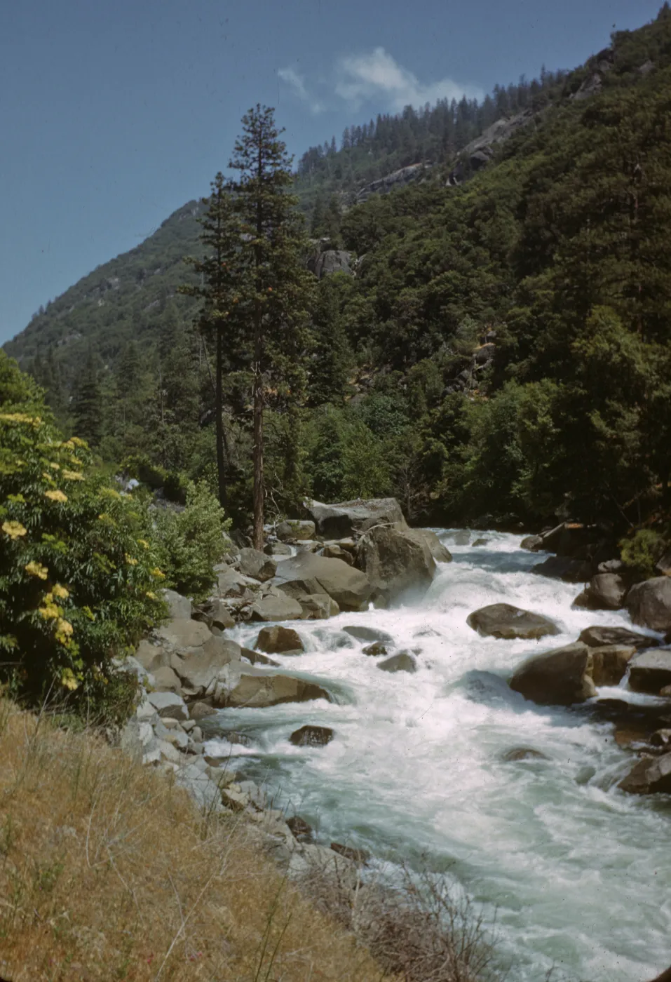 whitewater, South Fork Kings River, Elderberry and Pines