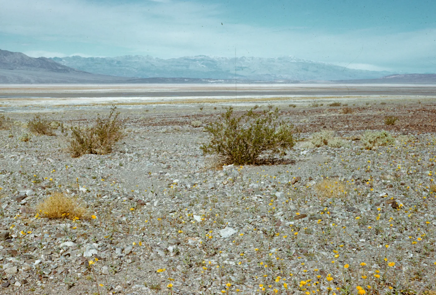Geraea canescens, enroute to Scotty's Castle, Death Valley