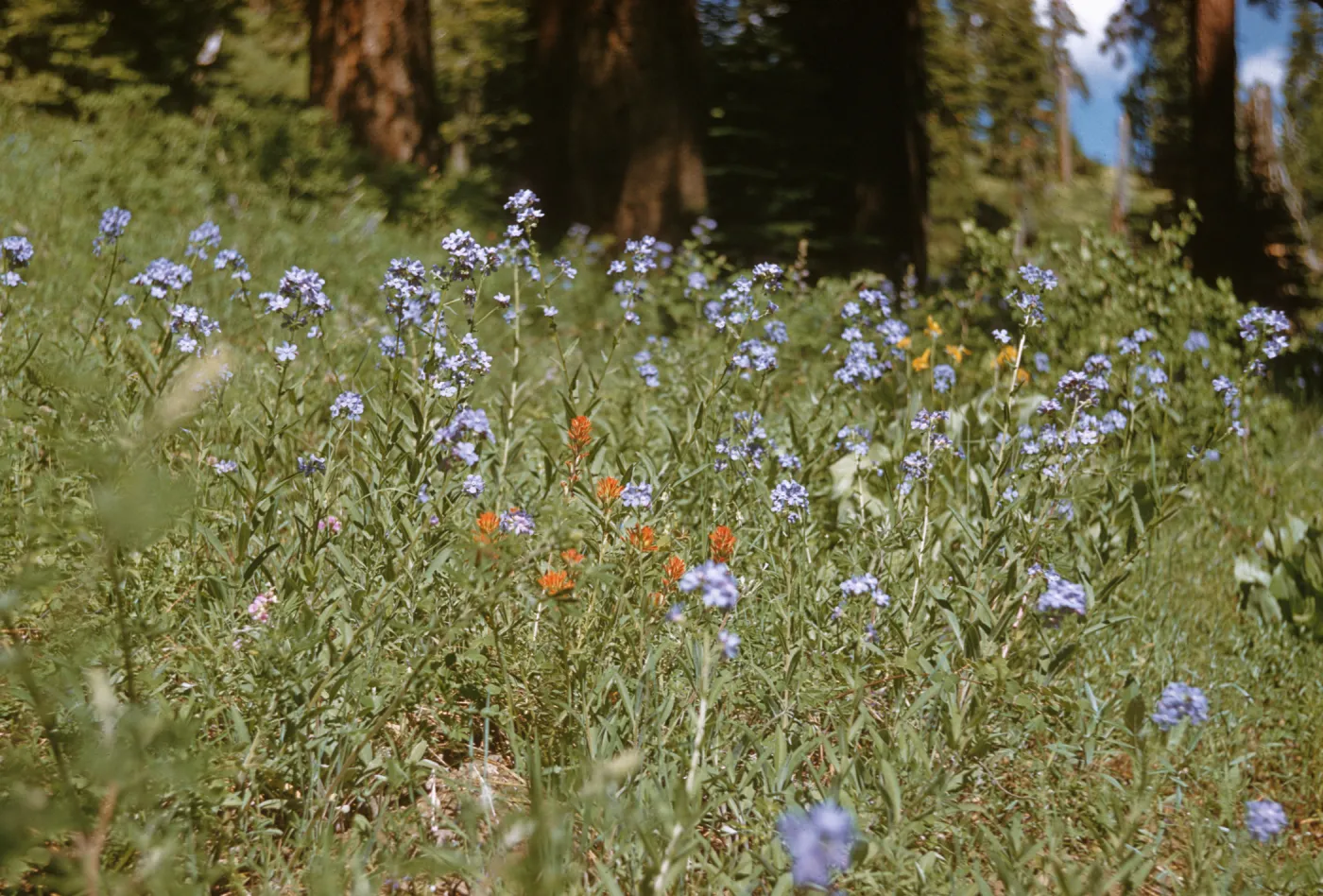 Hackelia valutina, Sawhill Flat Road, Fallen Leaf Lake, wildflowers