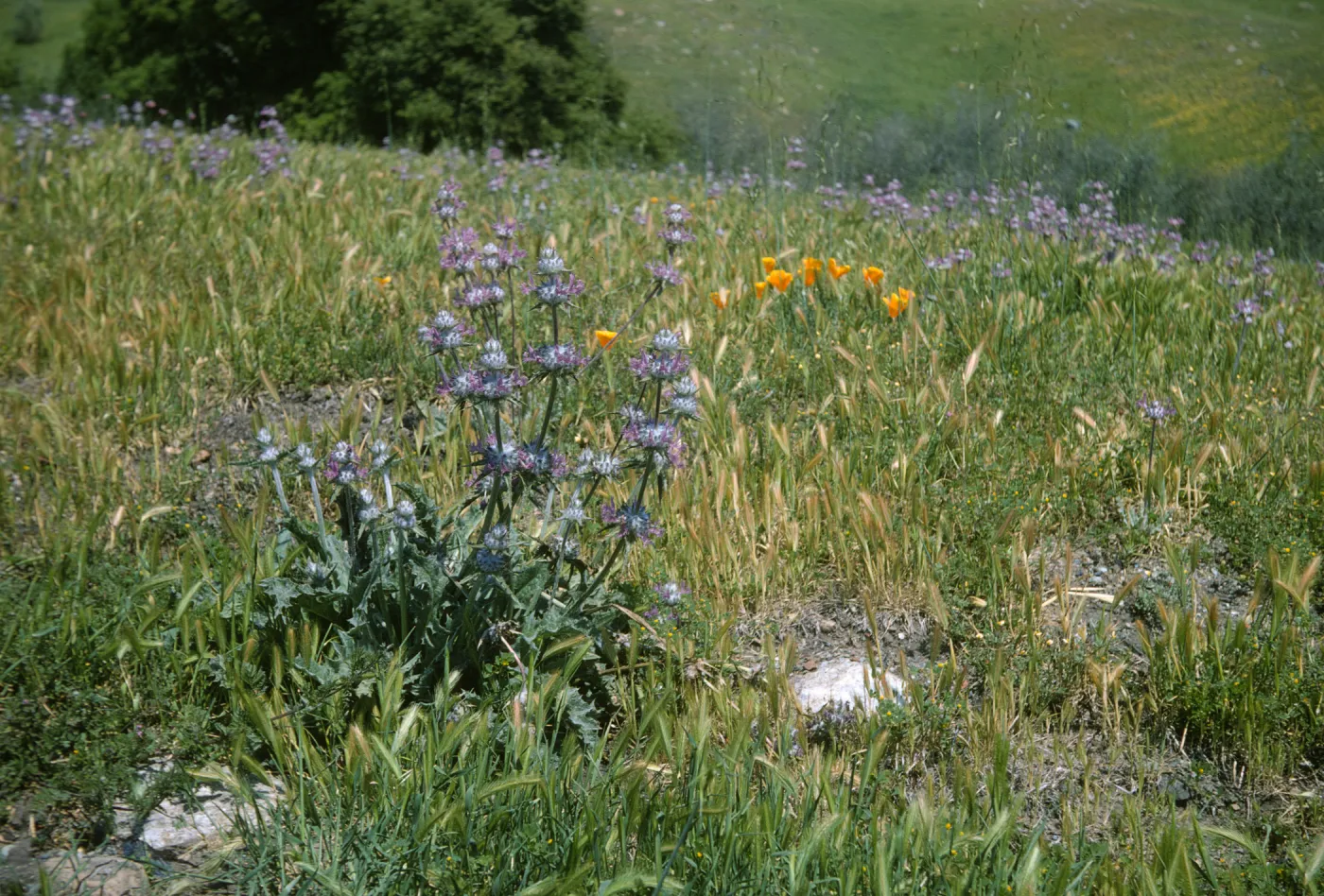 De la Guerra Springs, wildflowers, Salvia (sage)