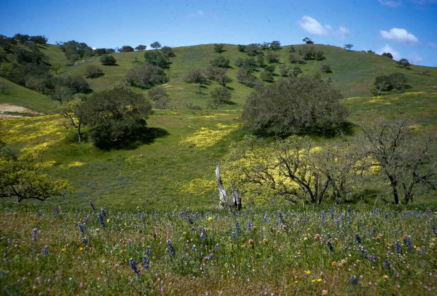 Foxen Canyon, wildflowers, oak woodland