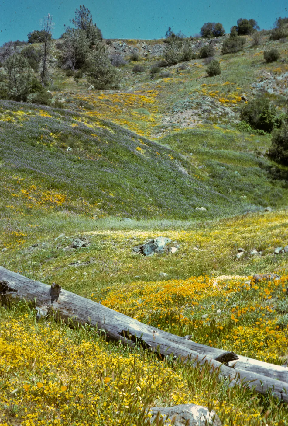 De la Guerra Spring, Figueroa Mountain, wildflowers