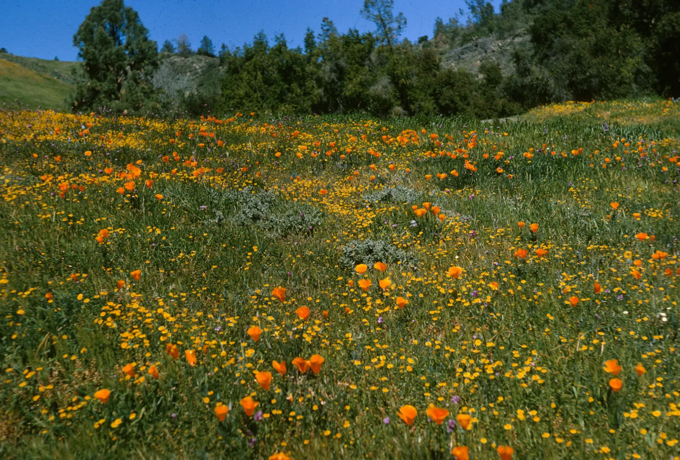 De la Guerra Spring, Figueroa Mountain, wildflowers
