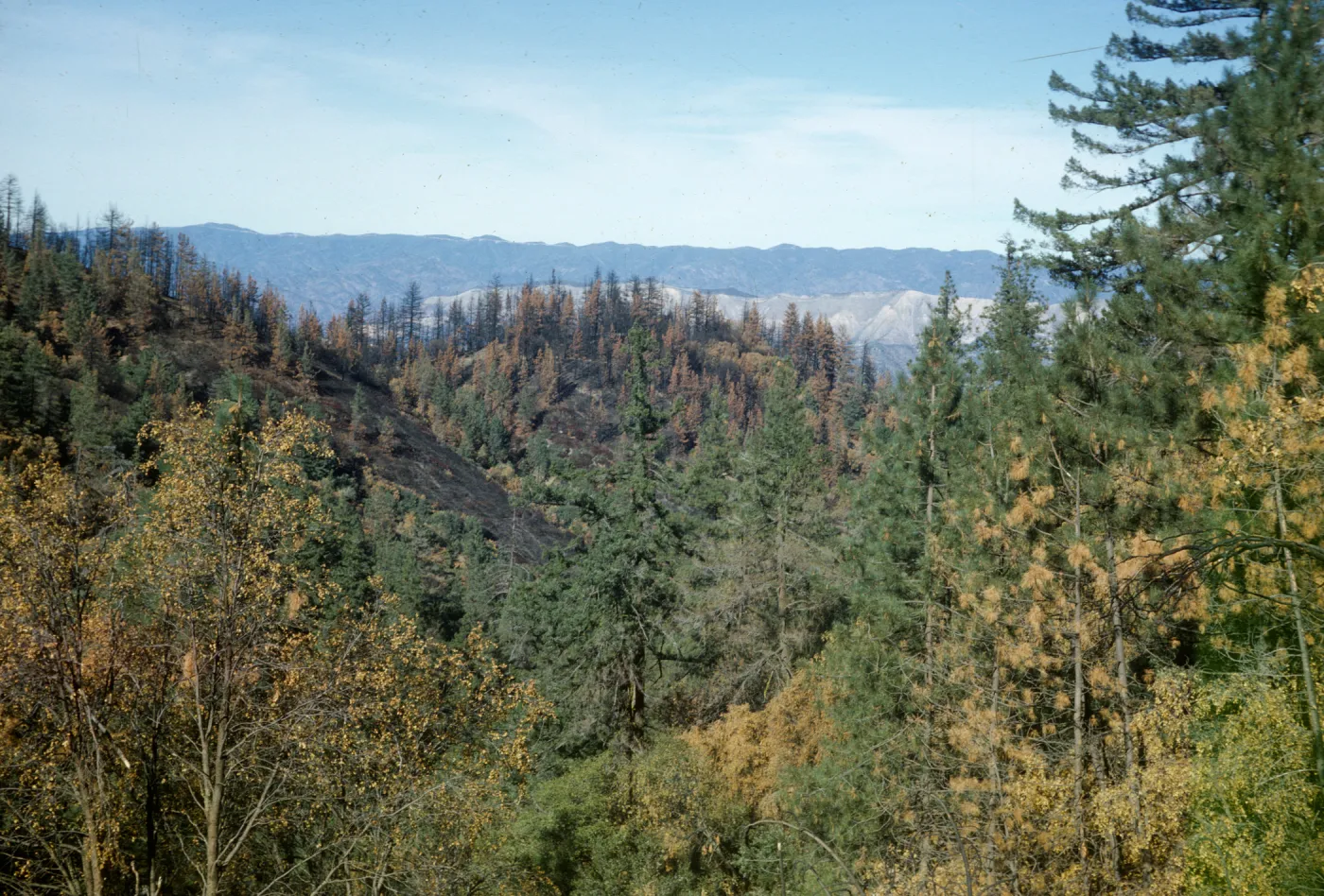 Figueroa Mountain, Ranger Ridge, after fire