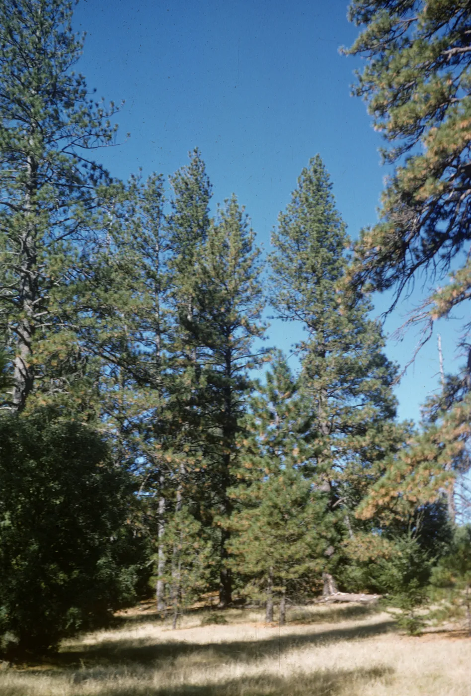 Figueroa Mountain