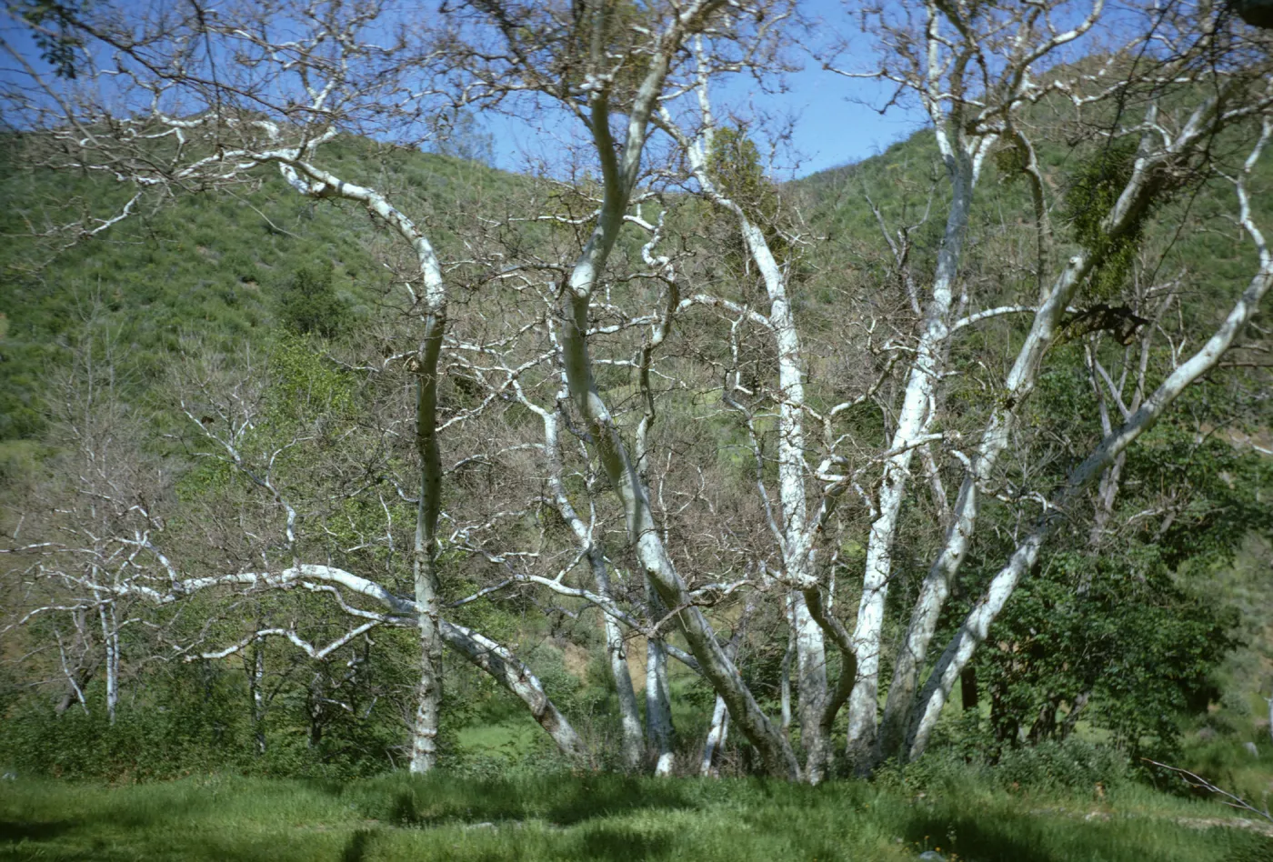 branching deciduous Sycamore tree, Cachuma Camp, Figueroa