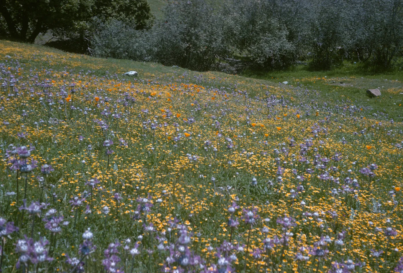 De la Guerra Spring wildflowers, thistle sage, goldfields