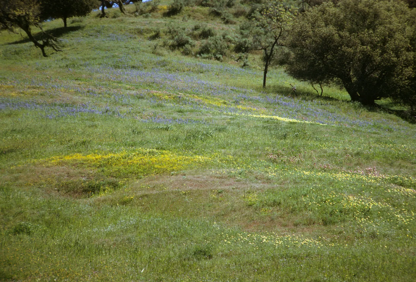 Foxen Canyon wildflowers