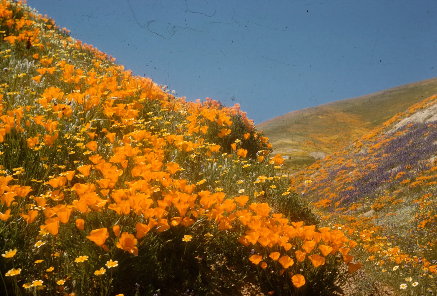 brilliant hill slope of wildflowers, poppies, Gorman Hills