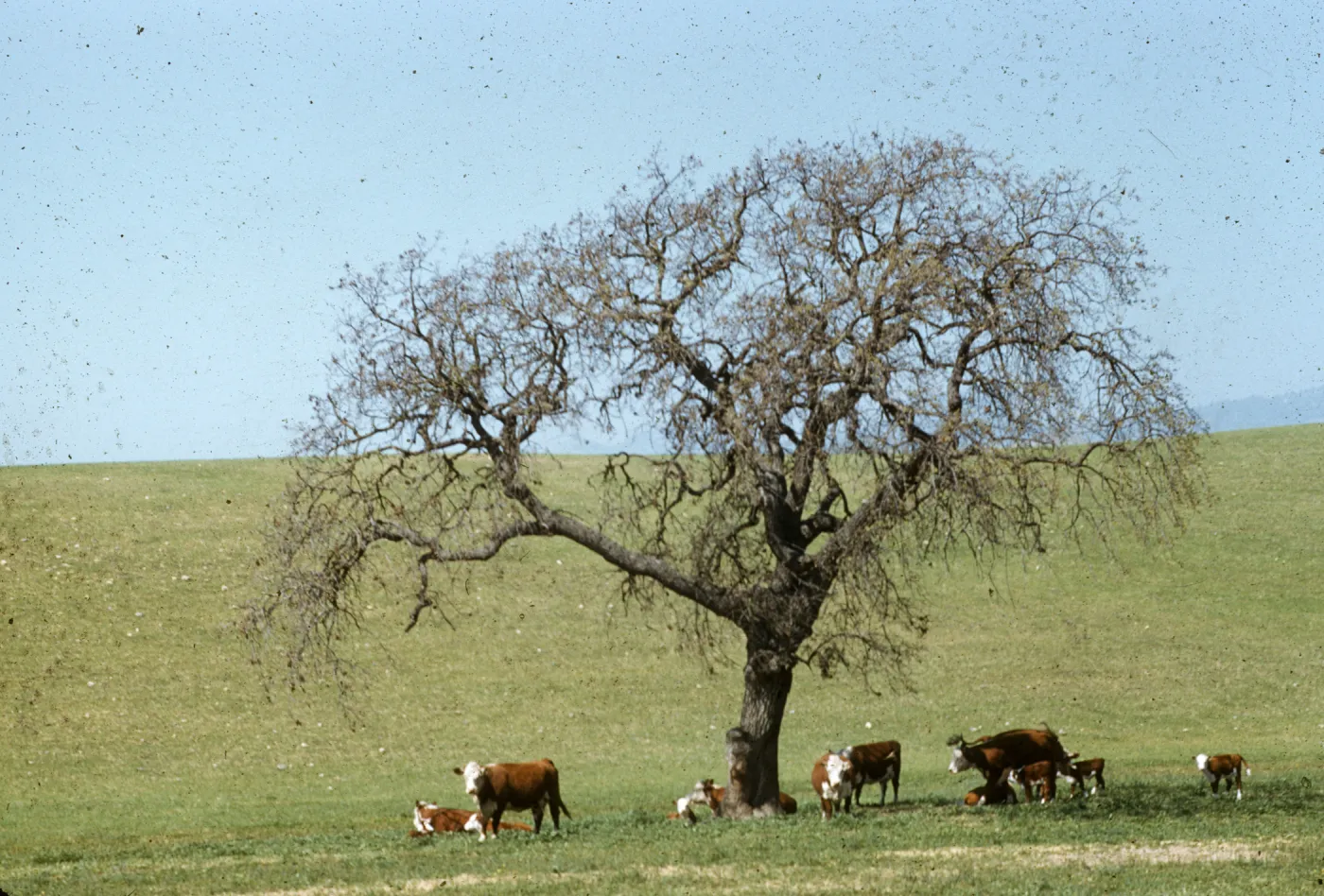 deciduous oak, cows (cattle), Happy Canyon Road, 