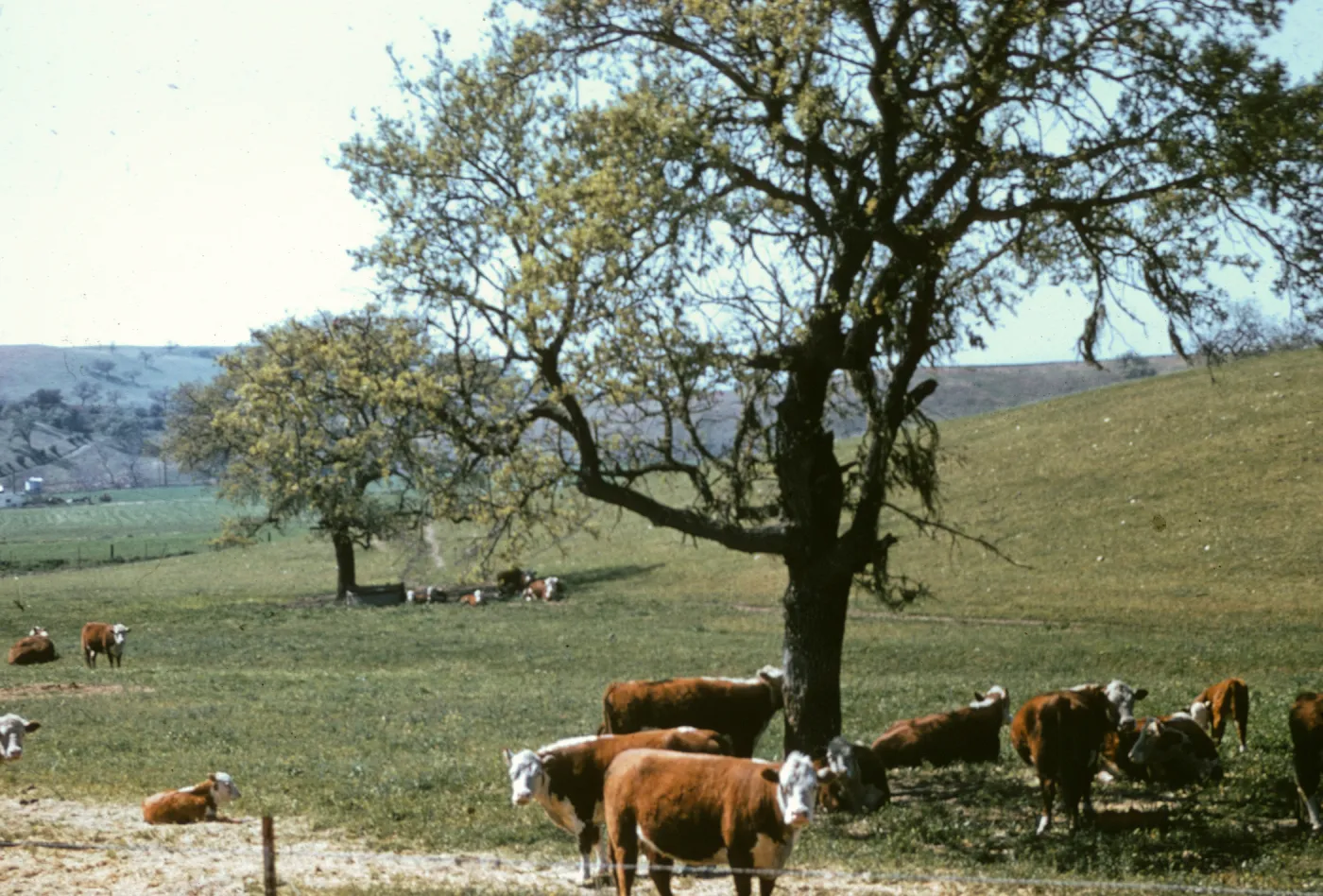 ranch land, cows (cattle) with oaks, Happy Canyon
