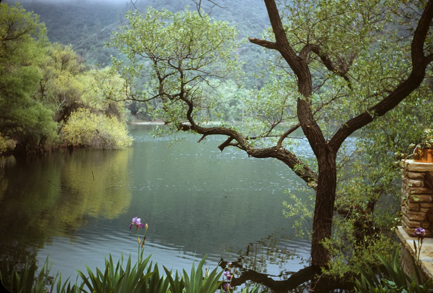 Zaca Lake, iris in bloom
