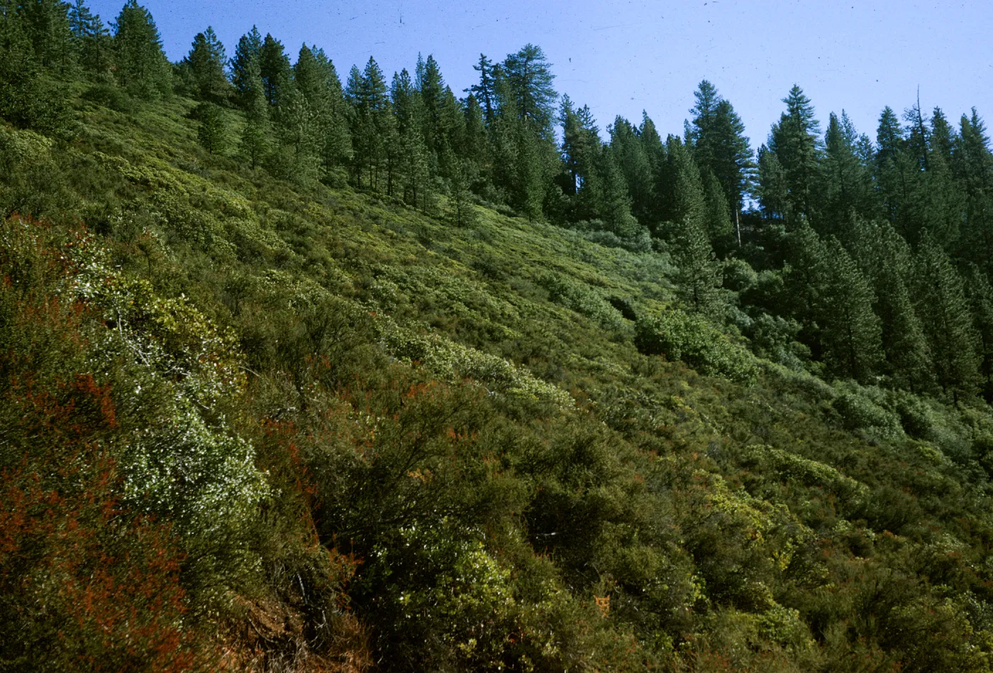 chaparral slope, above Catway Road, Figueroa Mountain