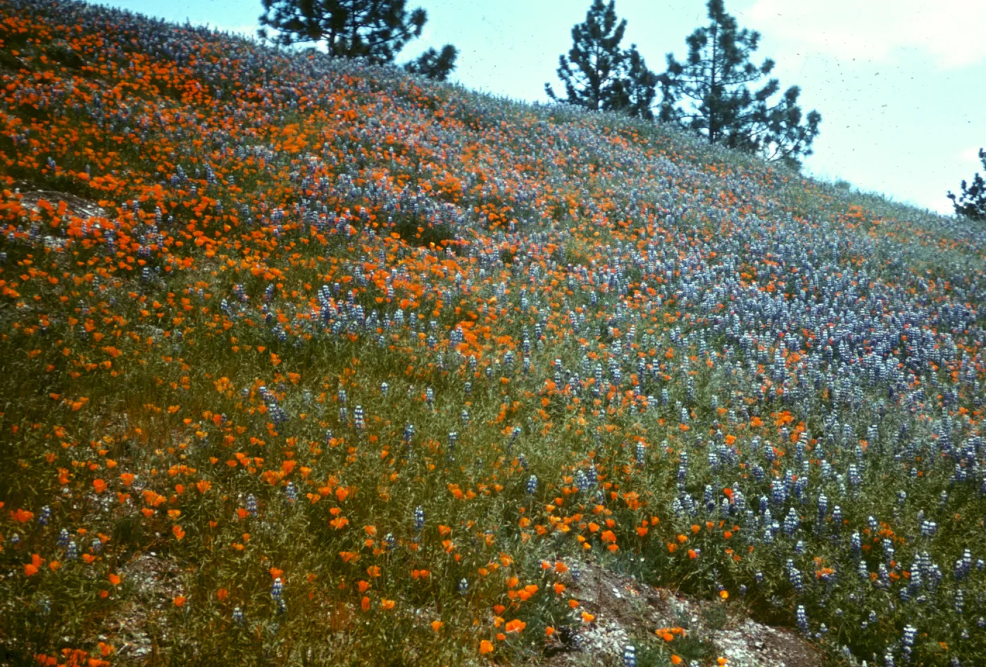 poppies and Lupine in bloom, Spring wildflowers at the top of Figueroa Mountain