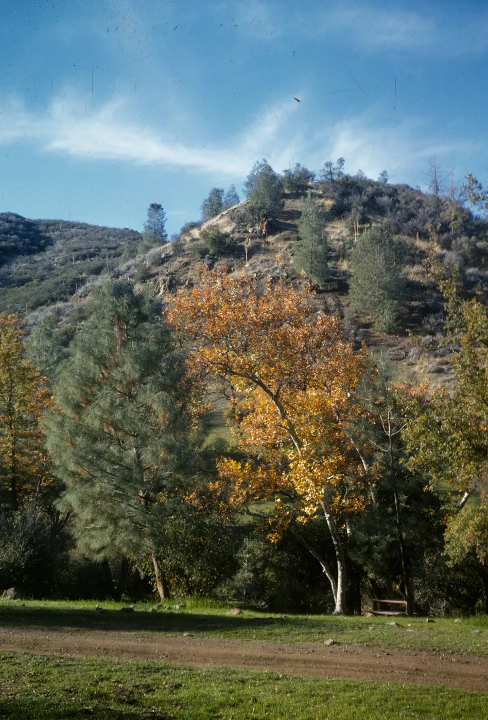 Davy Brown camp, Figueroa Mountain