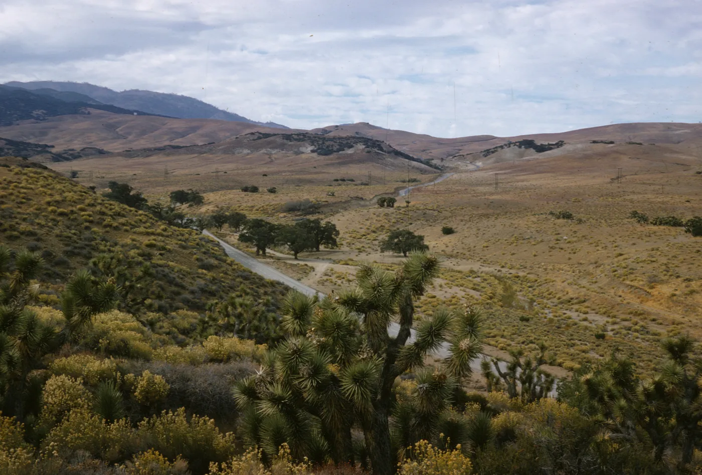 Joshua trees, Antelope Valley