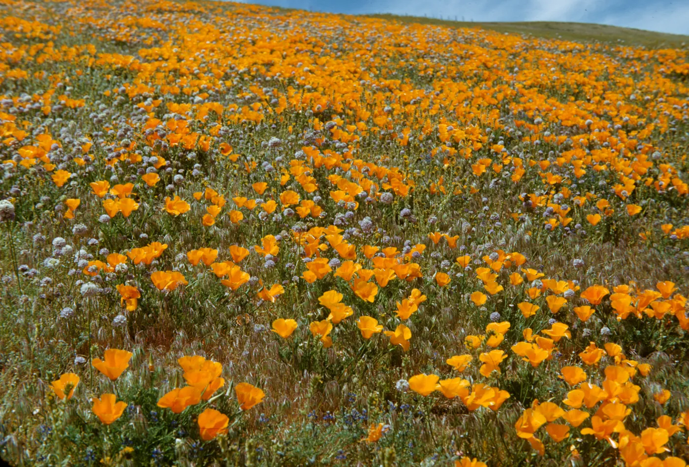 poppies, Gorman hillside, wildflowers