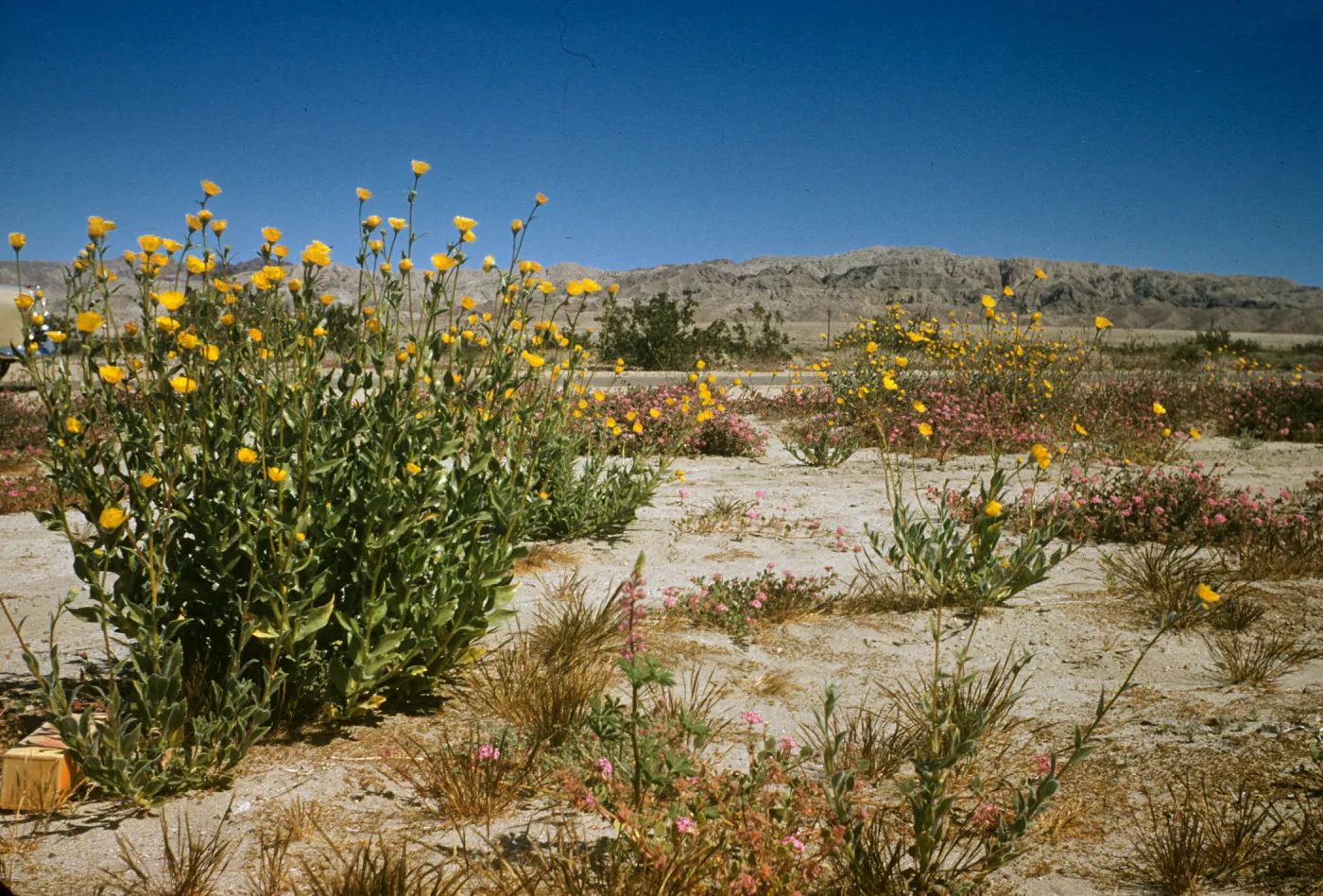 wildflowers (Verbena and Geraea), near Mecca